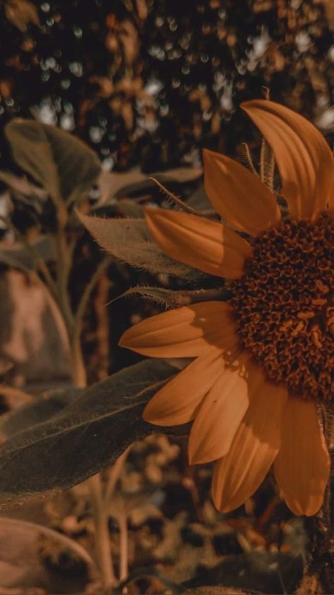 Sunflower Widget Aesthetic, Fall Sunflower Wallpaper, Fall Flowers Aesthetic, August Wallpaper Aesthetic, Fall Asthetic Wallpers, Boho Hippie Aesthetic Wallpaper, Sunflower Aesthetic, Sunflower Iphone Wallpaper, Abstract Wallpaper Design