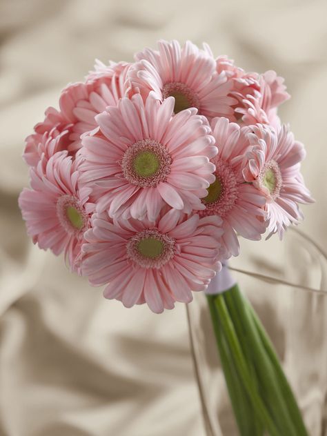 Gerber Daisy Bouquet Wedding, Gerbera Bridal Bouquet, Gerber Daisy Bouquet, Gerbera Wedding, Gerbera Daisy Bouquet, Flower Arrangements Bouquets, Gerbera Bouquet, Brides Flowers Bouquet, Small Wedding Bouquets