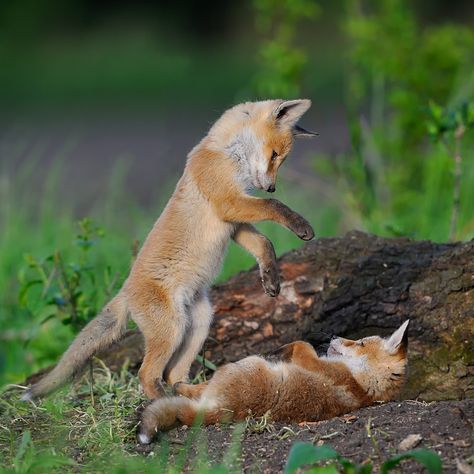 I got to see something similar to this in my backyard in Missouri. It was the cutest thing ever. Adirondack Art, Baby Foxes, Two Foxes, Fuchs Baby, Fantastic Fox, Wild Dogs, Baby Fox, Cute Fox, Red Fox