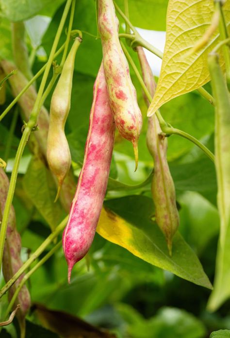 Growing Kidney Beans, Beans Growing, Kidney Bean, Veggie Garden Layout, Bean Garden, Bean Varieties, Bean Plant, Veggie Patch, Red Kidney Bean