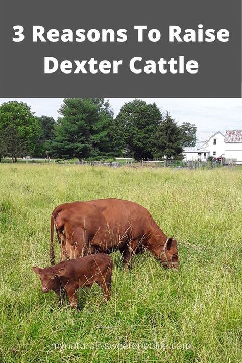 Cattle Housing, Dexter Cattle, Miniature Cattle, Small Homestead, Cow Pasture, Beef Cow, Small Cow, Hobby Farms, Dexter