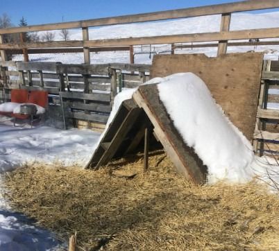 Duck Shelter For Winter, Duck House For Winter, Winter Duck House, Ducks In Winter, Duck Shelter Ideas, Duck Shelter, Heated Dog House, Duck Feeder, Duck House Diy