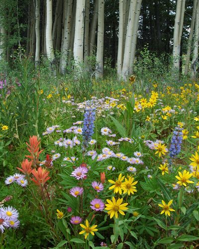 Rocky Mountain Wildflowers, Wildflower Palette, Mountain Bouquet, Alpine Wildflowers, Mountain Wildflowers, Colorado Wildflowers, Alpine Garden, Making Plant Pots, Alpine Meadow