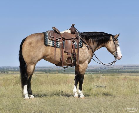 Buckskin Roan, Common Horse Breeds, Buckskin Quarter Horse, Fantasy Mounts, Quarter Horse Mare, Quarter Horses For Sale, Ranch Animals, Novel Aesthetic, Buckskin Horse