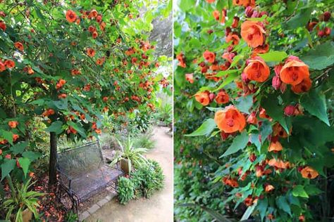 Triangle Garden, Flowering Maple, Silver Plant, Patio Trees, Small Patio Garden, Witch Garden, Hummingbird Garden, Porcelain Earrings, Water Wise