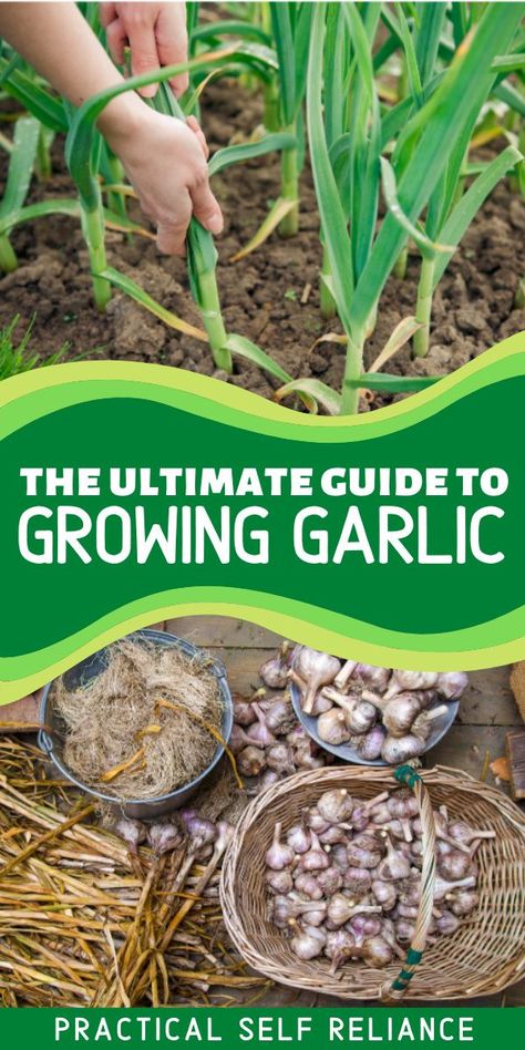 The Ultimate Guide to Growing Garlic: Learning how to grow garlic is easier than you might think, and the process is cyclical — which means you can continue to grow garlic in your garden using bulbs from your own harvest. Plant garlic once, and you’ll be able to keep growing garlic it for a lifetime. Garlic Farming For Profit, When To Plant Garlic, Garlic Sprouts, Garlic Farm, Plant Garlic, Regrow Vegetables, Grow Garlic, Harvesting Garlic, Planting Garlic