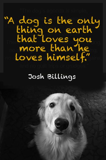 I firmly believe that a loyal dog is the only being on this planet that will be there for you 100% of the time. Quotes Loyalty, Dogs Quotes, Loyal Dogs, Human Face, Rescue Dogs, Animal Quotes, Dog Quotes, Baby Dogs, A Quote