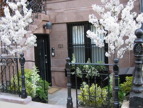 A tiny Manhattan front yard packed with flowering cherry trees, variegated shrubs, and juniper in boxes painted glossy black. Design by Elysian Landscapes. Brownstone Front Garden, Front Yard Planters, Nyc Garden, Manhattan Upper East Side, Townhouse Garden, Flowering Cherry Tree, Front Gardens, Brooklyn Brownstone, Tulips Garden