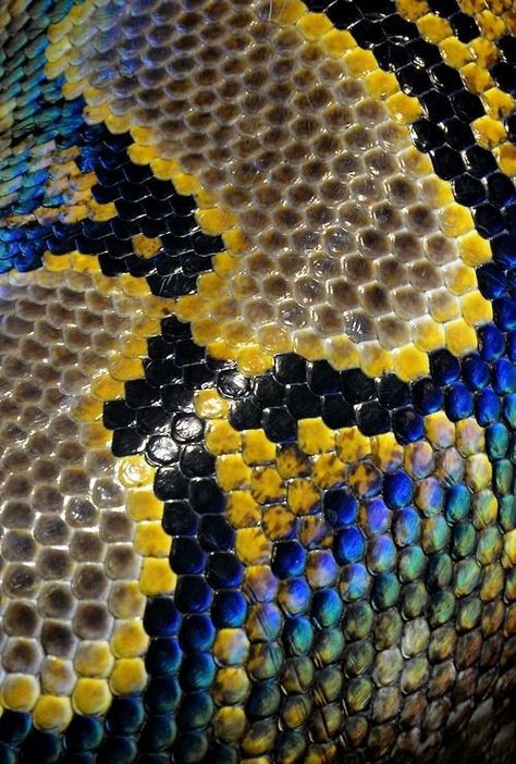 Patterns In Animals, Animal Texture, Natural Form Art, Geometry In Nature, Nature Patterns, Arte Peculiar, Motif Art Deco, Reptile Skin, Afrique Art