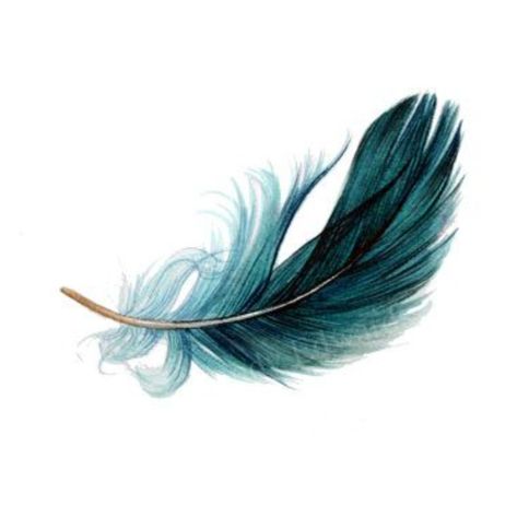 Fluffy Feather Tattoo, Blue Feather Tattoo, Birds Of A Feather Tattoo, Crawdads Sing, Feather Collection, Painted Feathers, Old Tattoos, Feather Tattoo, Feather Painting