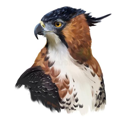 Animal Painting Ideas, Hawk Drawing, Gouache Inspiration, Beast Drawing, Falcon Art, Hawk Eagle, Animal Sketch, Eagle Pictures, Eagle Art