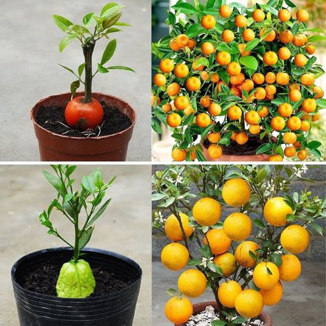 How to Grow Oranges with Different Ideas 🍊 | orange | How to Grow Oranges with Different Ideas 🍊 | By Great DIY Idea | Facebook Planting Orange Seeds, How To Grow Oranges From Seeds, Growing Oranges From Seeds, How To Grow Tangerines From Seed, How To Grow An Orange Tree From Seed, Nail Designs Orange, Orange Nails Acrylic, Nail Orange, Diy Balcony