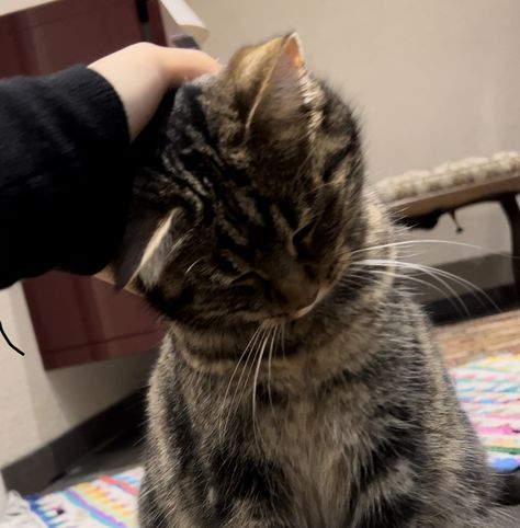 cute brown small cat getting pat, Cat Brown Aesthetic, Brown Cat Aesthetic, Please Do Not The Cat, Cute Brown Cat, Petting Cat, Mad Cats, Ill Be Back, Brown Cats, Cat Brown