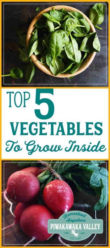 I seriously miss fresh vegetables over the winter. Here are 5 plants that grow really well indoors over winter. #garden #vegetablegarden #growinginpots #homesteadanywhere grow vegetables inside Growing Winter Vegetables, Growing Tomatoes Indoors, Growing Food Indoors, Indoor Vegetables, Winter Vegetables Gardening, Growing Tomatoes In Containers, Grow Vegetables, Indoor Vegetable Gardening, Winter Vegetables