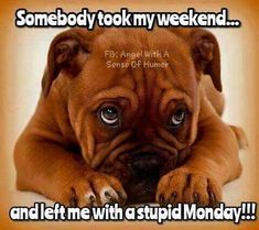 Somebody took my weekend and left me with a stupid monday monday monday quotes monday blessings goodbye weekend monday meme Funny Sunday Memes, Good Morning Quotes For Her, Funny Monday Memes, Funny Good Morning Messages, Sunday Humor, Monday Inspirational Quotes, Funny Good Morning, Monday Humor Quotes, Happy Monday Quotes