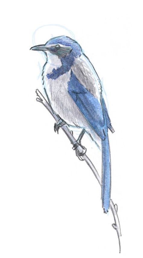 How to draw a bird: Scrub Jay Step-by-Step Demonstration - John Muir Laws John Muir Laws, Draw A Bird, Scrub Jay, Drawing Birds, Friends Sketch, Blue Jay Bird, Bird Sketch, Pencil Sketch Drawing, Paint Nite