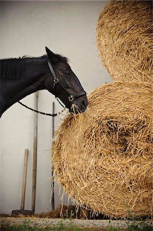 Aaron Copland, Corn Crib, Country Photos, Black Palette, Pure Country, Happy Horse, Heath Care, Rustic Landscape, Bucking Bronco