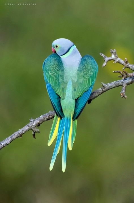 Green Parrot Bird, Bird Dragon, Athlete Photography, Ringneck Parrot, Indian Ringneck, Australian Parrots, Bearded Dragon Cute, Tropical Bird, Australian Birds