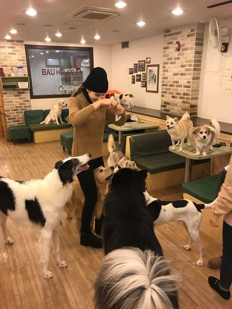 Cat cafes are everywhere these days — but now we’re beginning to see dog cafes pop up on the scene. Seoul Restaurants, Cat Cafes, Indoor Dog Park, Dog Restaurant, Pet Cafe, Dog Hotel, Dog Grooming Salons, Dog Friendly Hotels, Dog Playground