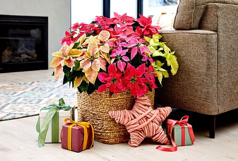 Poinsettia Pot Ideas, Decorating With Pointsettas, Pointsetta Christmas Decor, Decorating With Poinsettias Christmas, Ponsietta Christmas Decorations, Pointsetta Plant Christmas Decor, Decorating With Poinsettias, Poinsettia Centerpiece Table Decorations, Poinsettias Decorations