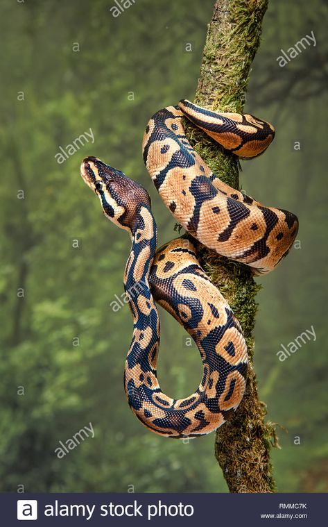 Royal Python, Snake Painting, Snake Photos, Snake Drawing, Scary Animals, Python Snake, Snake Art, Snake Tattoo, Reptiles And Amphibians