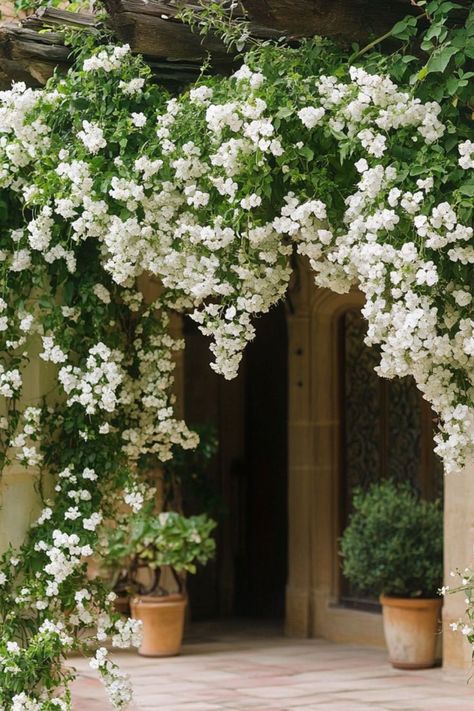 "Jasmine is a fragrant and elegant choice for transforming your pergola into a serene, aromatic escape! 🌿🌸 With its delicate white blooms and enchanting scent, Jasmine adds a touch of romance and tranquility to any outdoor space. Quick to grow and bursting with fragrance, this climbing plant creates a dreamy atmosphere, perfect for unwinding in your garden retreat. 😍✨ #JasmineJoy #ClimbingPlants #PergolaInspiration #GardenSerenity" Climbing Jasmine Wall, Climbing Jasmine Vines, Climbing Plants On House, Jasmine Plant Outdoor, Jasmine Plant Climbing, Jasmin Plant, Plants For Pergolas, Jasmine Climber, Climbing Jasmine