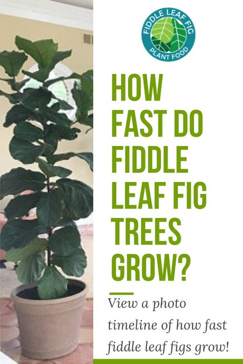 How fast do fiddle leaf fig tress grow is a common question here at The Fiddle Leaf Fig Plant Resource. Click to view a full photo timeline. Fiddle Fig Tree, Fiddle Leaf Fig Care, Fiddle Leaf Fig Plant, Fiddle Tree, Fiddle Leaf Tree, Photo Timeline, Fig Trees, Fig Plant, Fiddle Fig