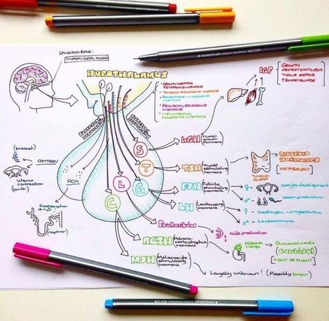 خريطة ذهنية, Study Biology, Medicine Notes, Medical Student Study, Medicine Student, Nursing School Tips, Nursing School Notes, Medical School Studying, Science Notes