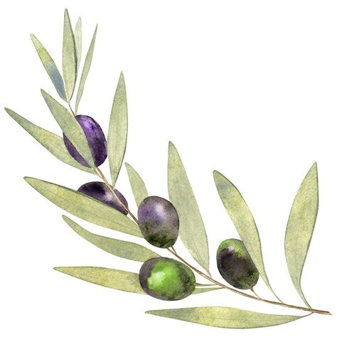 Olive Branch Art, Wreath Illustration, Foliage Wreath, Watercolor On Wood, Garden Journal, Watercolor Images, Olive Leaf, Easy Watercolor, Realistic Art