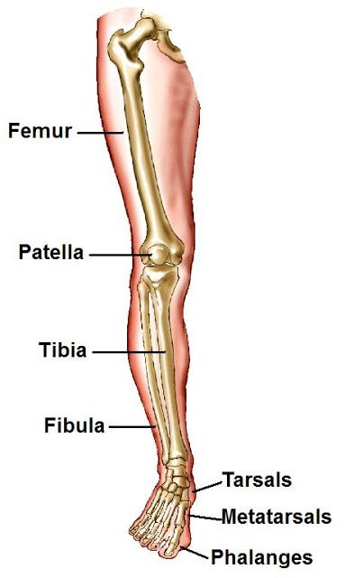 Human Foot Bones Labeled Nervous System Anatomy, Human Skeletal System, Human Skeleton Anatomy, Leg Anatomy, Motion Energy, Human Legs, Anatomy Bones, Basic Anatomy And Physiology, Leg Bones