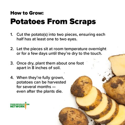 Grow Sweet Potatoes From Scraps, Regrow From Scraps, Potato Growing, Victory Gardens, Regrow Vegetables, Grow Potatoes, Growing Sweet Potatoes, Vegetable Garden Planner, Backyard Farm