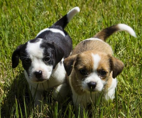 Black And White Beagle, Blue Tick Beagle, Black And White Puppy, White Beagle, White Puppy, White Puppies, Beagle Puppy, Small Puppies, Small Animals