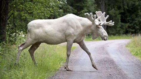 Specter Moose of Maine – Legends of America Albino Moose, Moose Pictures, Rare Albino Animals, White Moose, White Animals, Albino Animals, Pig Farming, Cool Animals, Rare Animals