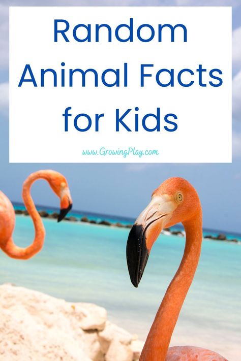 Learn some fun random animal facts for kids in this blog post. There's sure to be something new to learn PLUS free PDF printables. Whale Facts For Kids, Elephant Facts For Kids, Turtle Facts For Kids, Dolphin Facts For Kids, Random Animal Facts, Crazy Animal Facts, Animal Fun Facts, Fun Animal Facts, Animal Trivia