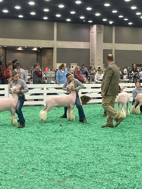 North American International Livestock Expedition #KY Sheep Showmanship, Show Lambs, Show Sheep, Livestock Showing, Show Cows, Showing Livestock, Sheep And Lamb, County Fair, Ffa