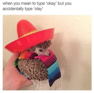 Found on iFunny Pygmy Hedgehog, Hedgehog Pet, A Hedgehog, Cute Hedgehog, Funny Pics, Cute Little Animals, Animal Memes, 귀여운 동물, Cute Funny Animals