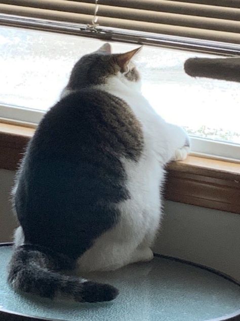 Chonky Cat, Obese Cat, Cute Fat Cats, Fat Animals, Cute Animal Memes, Fat Cat, Silly Animals, Fluffy Cat