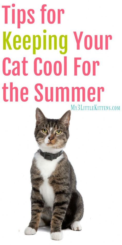 Tips for Keeping Your Cat Cool for the Summer. These beat the heat ideas are great for both indoor and outdoor kitty cats! #catfacts Summer Cats, Cat Cool, Cat Health Problems, Cats Happy, Cat Tips, Cat Apparel, Cat Hacks, Healthy Cat, Cats Pet