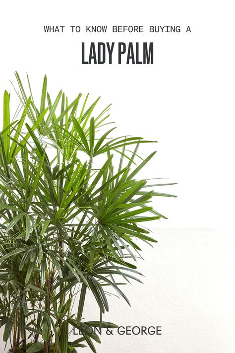 Everything you need to know about the unique indoor plant, the Lady Palm aka rhapis excelsa Palm Plant Care, Rhapis Excelsa, Lady Palm, Plant Care Tips, Light Guide, Lady Fingers, Palm Plant, Plant Health, Beautiful Lady