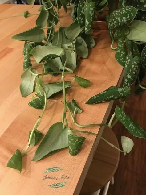 Why Are My Pothos Leaves Curling? And What the Solution Plants Grown In Water, Devils Ivy, Apartment Plants, Ivy Leaves, Ivy Plants, Plant Problems, Pothos Plant, Ivy Leaf, Plants Garden