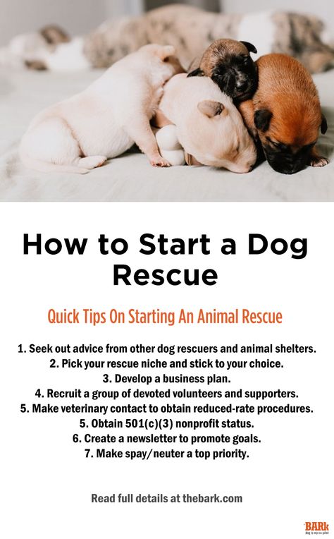 Make your dream a reality. Read invaluable advice on how to start a rescue, including how to navigate various bureaucratic channels to get a well-respected and successful group up and running. How To Start An Animal Rescue, Cat Rescue Fundraiser Ideas, Dog Rescue Facility, Windsong Ranch, Animal Shelter Donations, Animal Shelter Fundraiser, Animal Rescue Fundraising, Rescue Farm, Dog Daycare Business