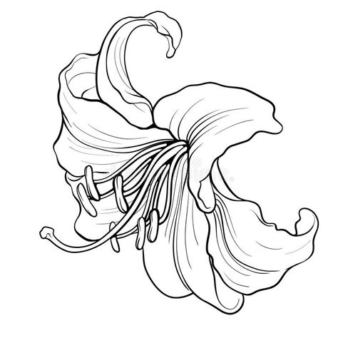 Lily vector illustration Lily Flower Illustration, A Lily Flower, Flower Vector Art, Lily Images, Pink Lily Flower, Watercolor Angel, Nature Illustrations, Purple Lily, Monochrome Illustration