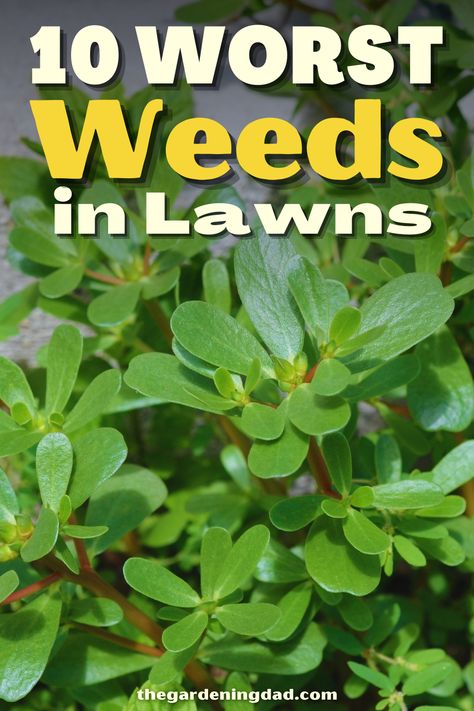 Types Of Weeds In Lawn, Lawn Weeds Identification, Weeds In Garden, Reseeding Lawn, Common Lawn Weeds, Lawn Weeds, Grass Weeds, Weeds In Lawn, Garden Weeds