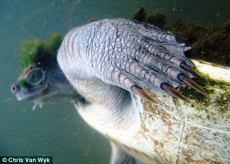 punk turtle River Turtle, Freshwater Turtles, Box Turtle, Crustaceans, Weird Stories, Reptiles And Amphibians, Crazy People, Endangered Species, Amphibians