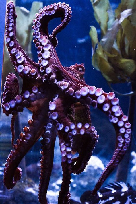 Giant Pacific Purple Octopus, Aquarium of the Bay, San Francisco, California by UKKA.co Travels Octopus Photography, Octopus Vulgaris, Pacific Octopus, Giant Pacific Octopus, Creature Marine, Deep Sea Creatures, Octopus Art, Beautiful Sea Creatures, Water Animals