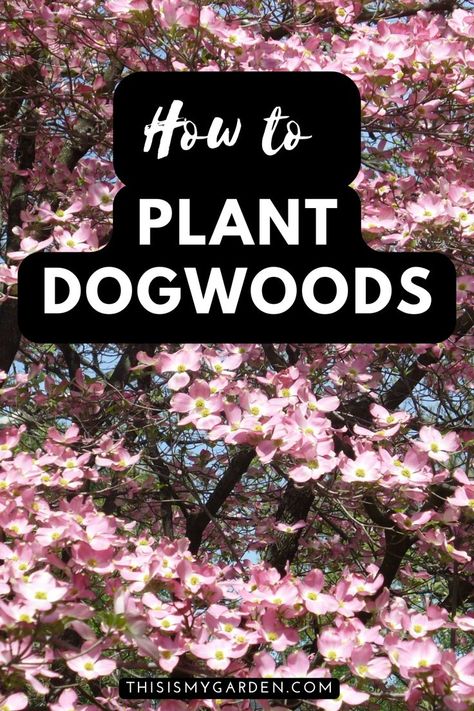 Dogwood Tree Landscaping, Pink Dogwood Tree, Dogwood Bush, East Facing Garden, Red Dogwood, Landscape Ideas Front Yard Curb Appeal, Pink Flowering Trees, Landscaping Around Trees, Dogwood Tree