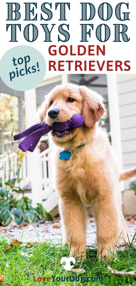 Best Toys For Puppies, Every Dog Breed, Diy Dog Toys, Welsh Corgi Puppies, Best Dog Toys, Golden Puppy, Corgi Funny, Best Puppies, Interactive Dog Toys