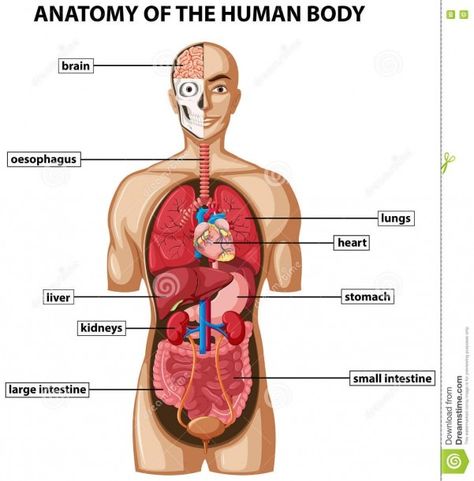 Diagram Of All Organs In The Body Human Body Name, Human Diagram, Organ Diagram, Human Organ Diagram, Body Internal Organs, Human Body Organs Anatomy, Body Organs Diagram, Body Anatomy Organs, Human Anatomy Picture