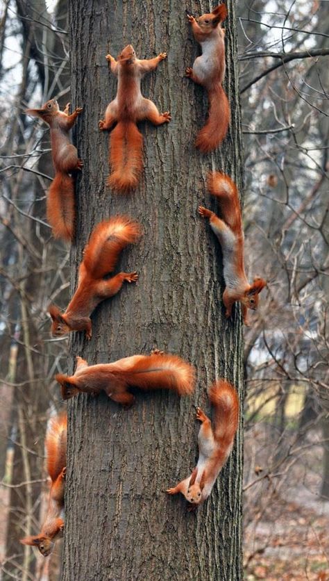 Rush hour on Oak Street! Regnul Animal, Nosara, Red Squirrel, Sweet Animals, Animal Planet, Squirrels, Animal Photo, Nature Animals, 귀여운 동물