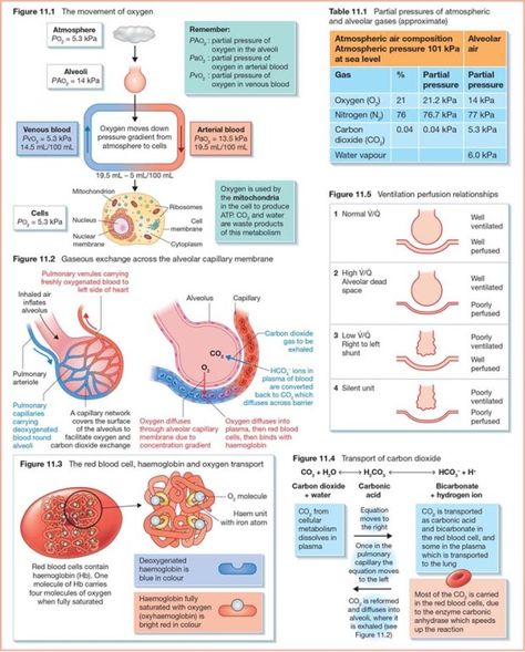 Airway Anatomy, Respiratory Nursing, Emt Training, Medical Learning, Charting For Nurses, Medical Radiography, Medical Images, Cardiac Cycle, Breath Sounds